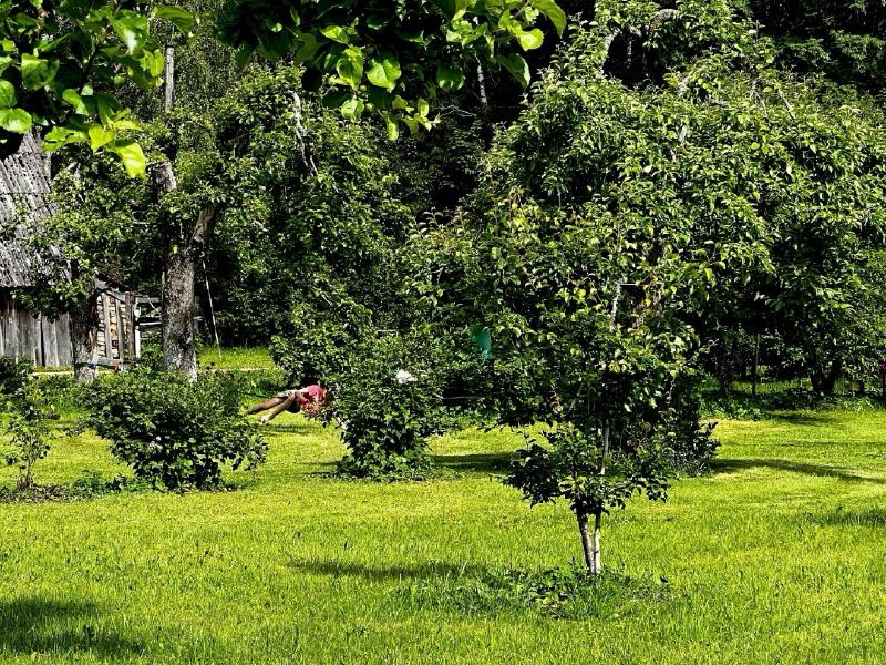 My home garden with fruit trees and berry bushes in summer