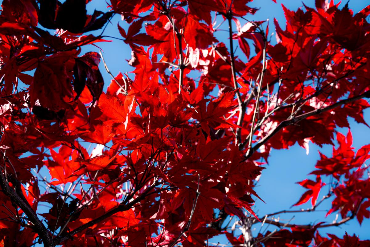 In between red and blue